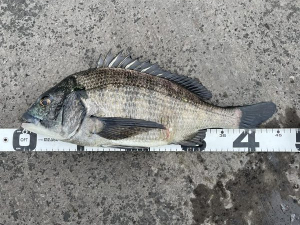 イチノ兄弟、釣果！