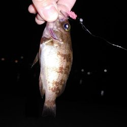 激渋メバリング