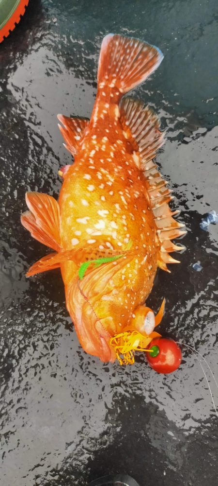 ネギング　五目釣り