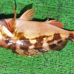 ライトジギング 六目釣り