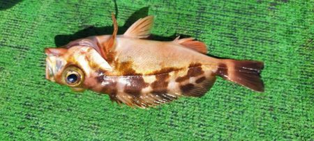 ライトジギング 六目釣り