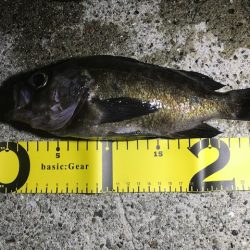 メバル活性化中