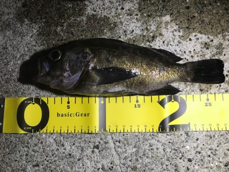 メバル活性化中