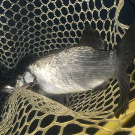 A.P.Pフィッシングガイドサービス ヒラスズキを探す!