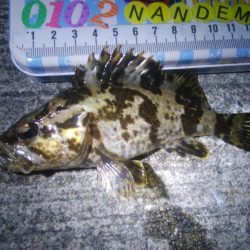 釣りデビュー　91日目