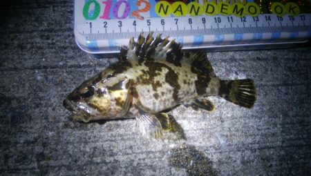 釣りデビュー　91日目