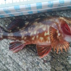 釣りデビュー　92日目