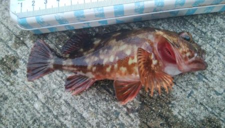 釣りデビュー　92日目