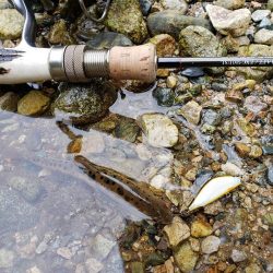 初のサクラマス、渓流