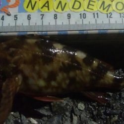 釣りデビュー 101日目