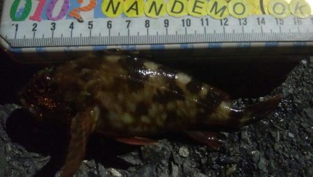 釣りデビュー 101日目