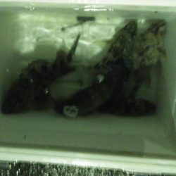 雨中メバリング