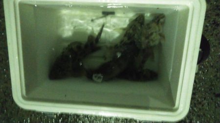 雨中メバリング