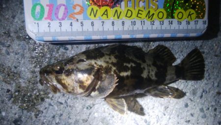 釣りデビュー 103日目