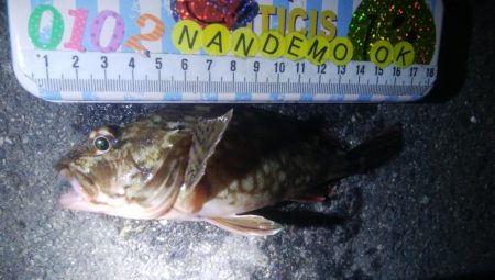 釣りデビュー　104日目