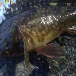 釣りデビュー　105日目