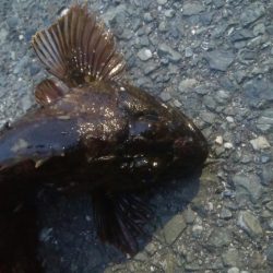 釣りデビュー　106日目