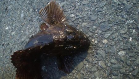 釣りデビュー　106日目