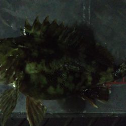 小メバルばかり