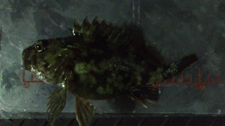 小メバルばかり