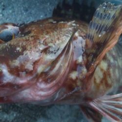 釣りデビュー　107日目