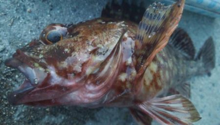 釣りデビュー　107日目