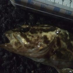 釣りデビュー 110日目