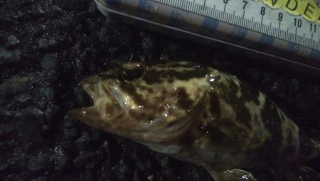 釣りデビュー　110日目