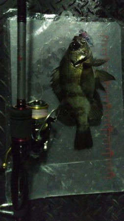 強風メバリング