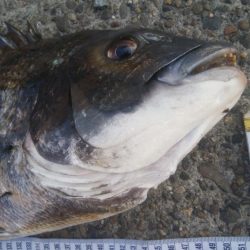 釣りデビュー　114日目