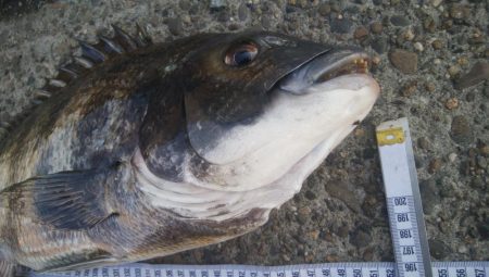 釣りデビュー　114日目