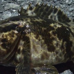 釣りデビュー 115日目