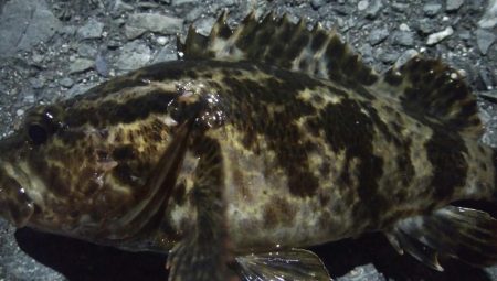 釣りデビュー　115日目