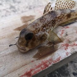 夫婦で五目釣り