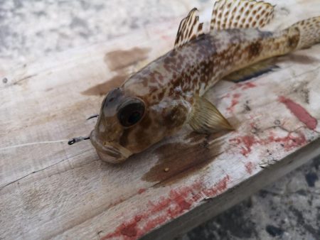 夫婦で五目釣り