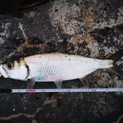 今日はマゴチも釣れました