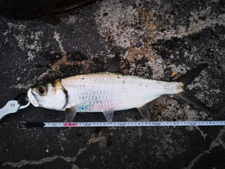 今日はマゴチも釣れました