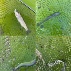 初服部緑地公園