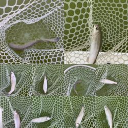 岸和田フィッシングパーク  好調キープ