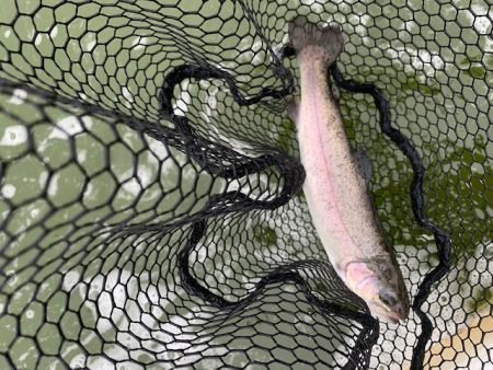 プールトラウト