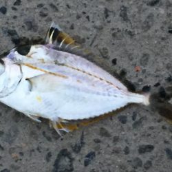 尺アジ含むアジ3匹、尺コノシロ、ビラ