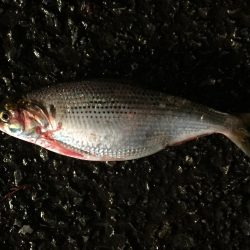 ヘダイ、コノシロ、ヒイラギ