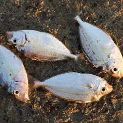 良型アジ、メバル、ヒイラギ