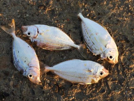 良型アジ、メバル、ヒイラギ