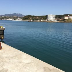 良型アジ含む20匹