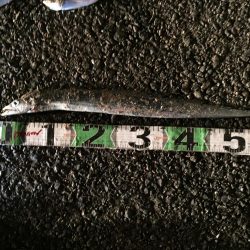 アジ20匹、太刀魚1匹