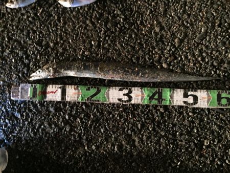 アジ20匹、太刀魚1匹