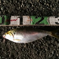 タチウオ（65㎝）1匹、コノシロ（最大30㎝）8匹