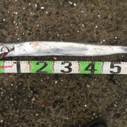 アジ24匹、太刀魚1匹、コノシロ6匹