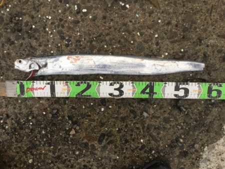 アジ24匹、太刀魚1匹、コノシロ6匹